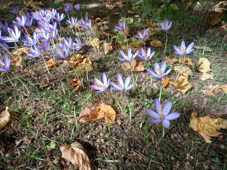 Gite L'Enclos O Rendez-Vous Roquefeuil-Pays De Sault- Avec Jardin Extérieur photo